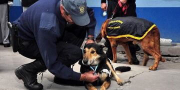 Perros rastreadores\u002E