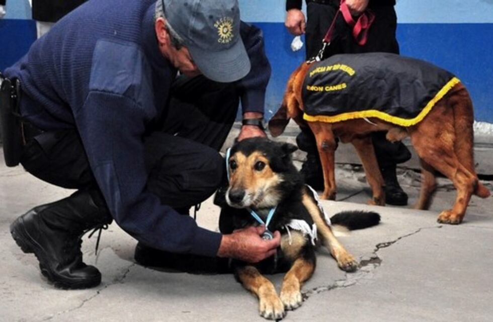 Perros rastreadores de San Luis ayudarán en la búsqueda de un turista francés