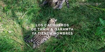 Los cachorros de El Impenetrable ya fueron bautizados.