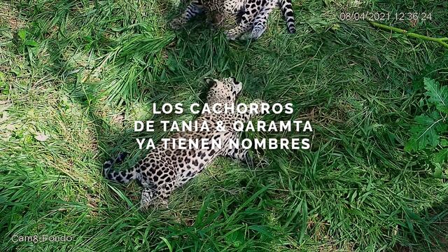 Los cachorros de El Impenetrable ya fueron bautizados.