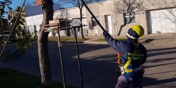 Poda en los barrios de Rafaela