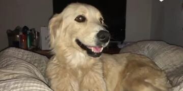 Uma ahora tiene un techo, amor y compañía.