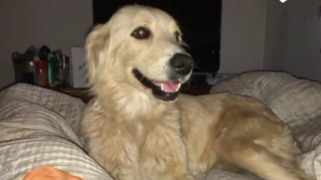 Uma ahora tiene un techo, amor y compañía.