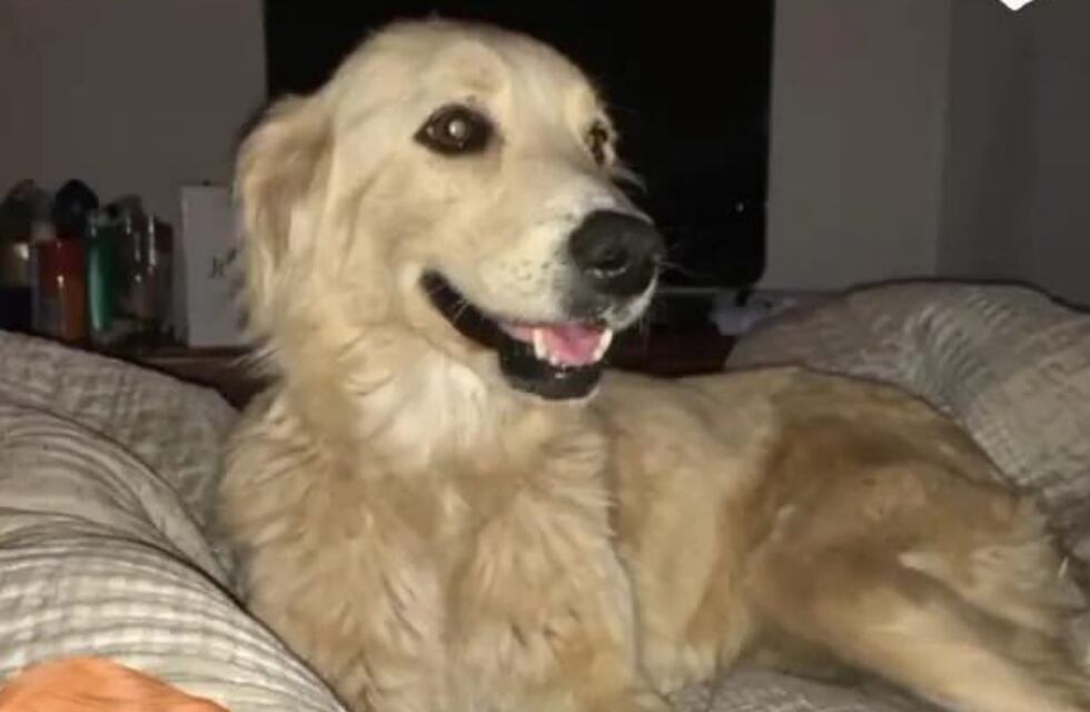 Rescataron y adoptaron a la perrita que obligaron a tomar fernet