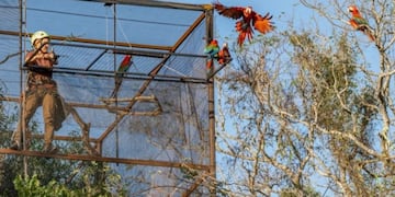 Liberan cinco guacamayos rojos en los Esteros del Iberá\u002E