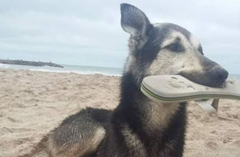 El perro que "roba" ojotas en las playas de Santa Clara