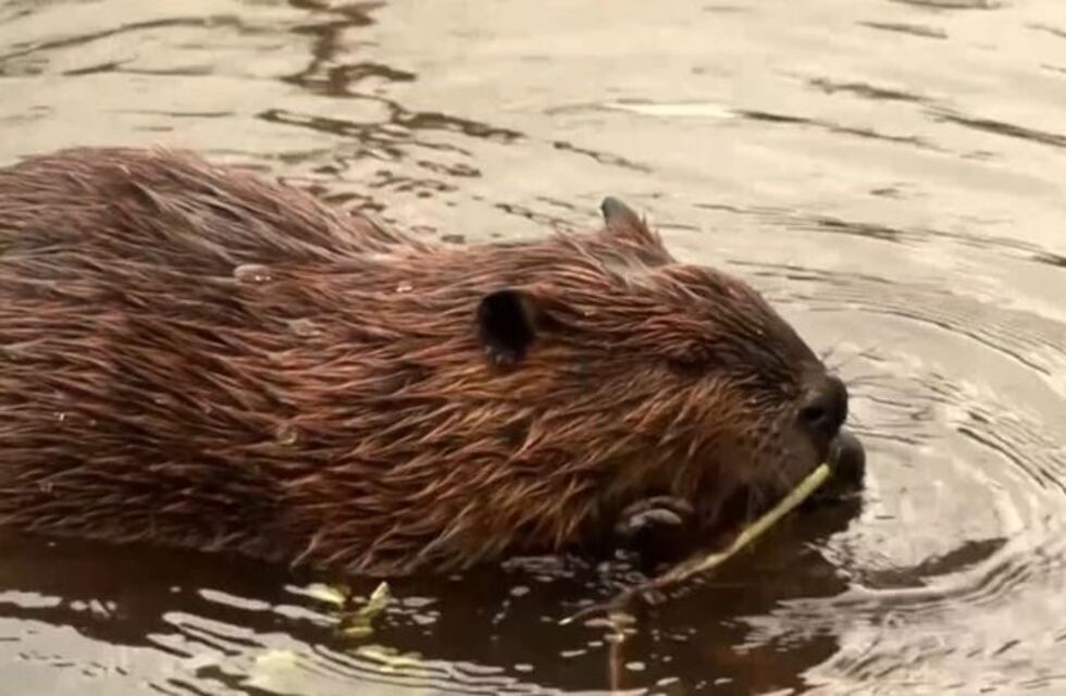 Piden informes sobre avance de acuerdo con la FAO sobre el castor