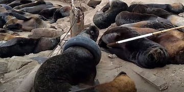 Lobo marino de Mar del Plata\u002E