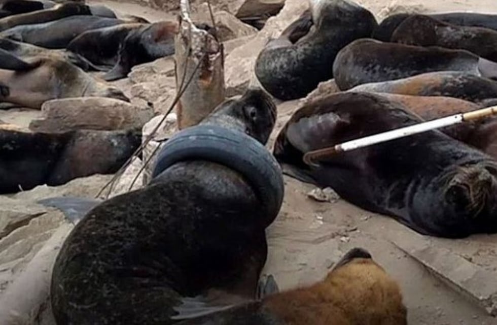 Siguen trabajando para sacarle el neumático del cuello a un lobo marino
