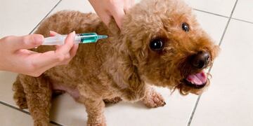 Campaña de vacunación antirrábica (imagen ilustrativa)