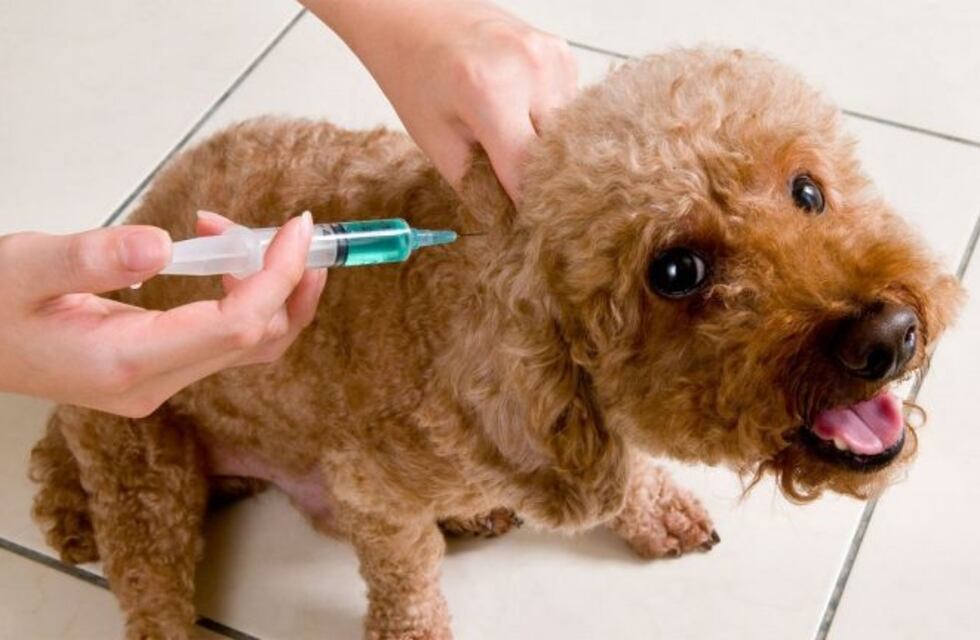 Continúa la vacunación de mascotas por presencia de murciélago rábico