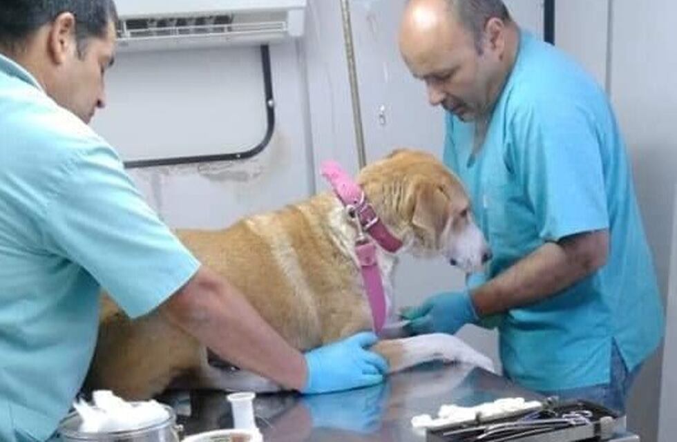 Campaña de vacunación antirrábica en Punta Alta