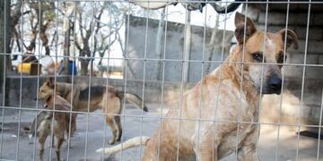 Protectora de animales