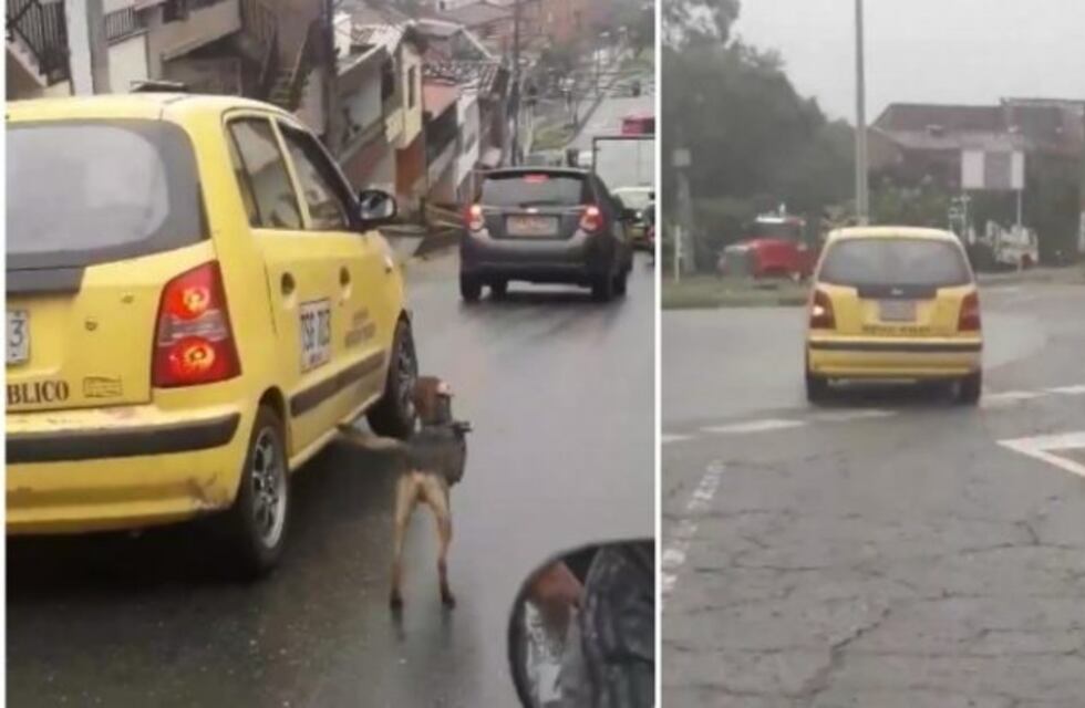 El video viral del perrito que se negaba a ser abandonado