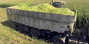 Ensilaje de maíces y sorgos: una alternativa para forrajes