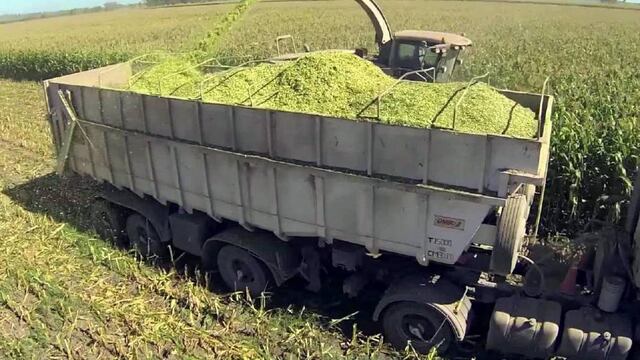 Ensilaje de maíces y sorgos:  una alternativa para forrajes