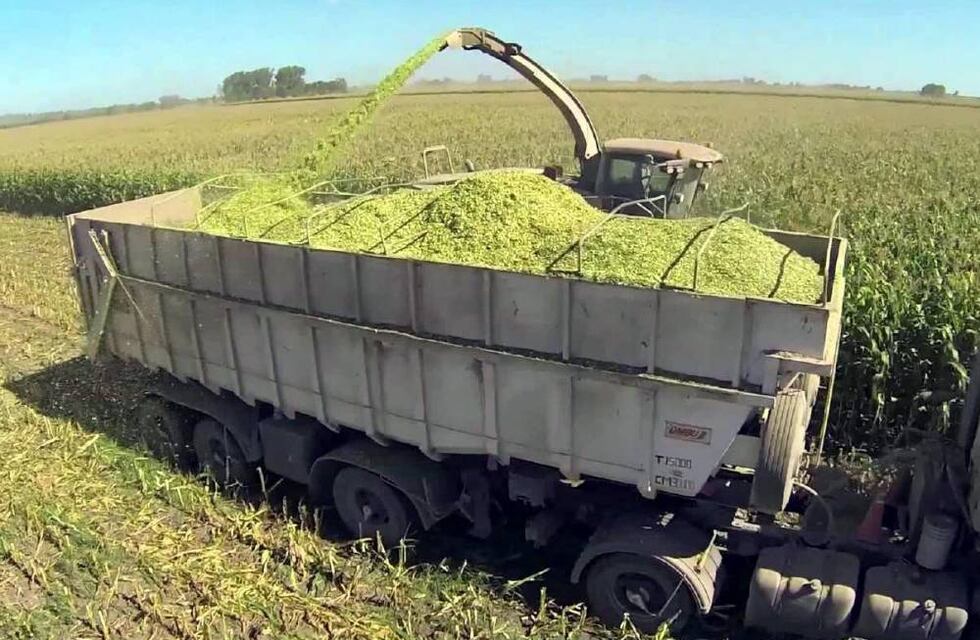 Elección de un aditivo para un mejor ensilaje