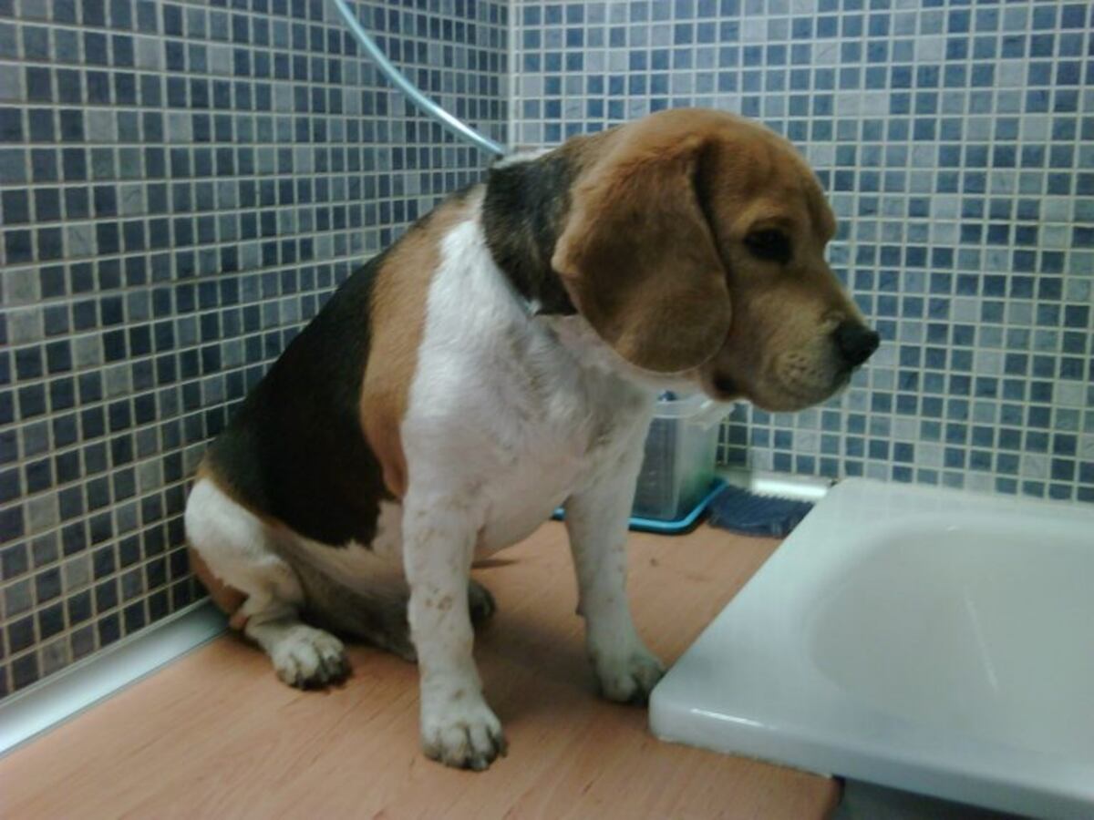 Un hombre fue demorado en Funes al evitar por la fuerza la esterilización de su mascota\u002E (Archivo)