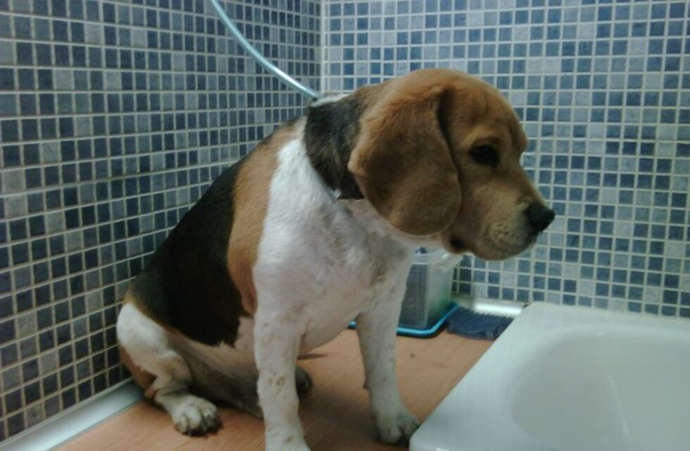 A la comisaría: un hombre fue demorado por evitar que castraran a su perra