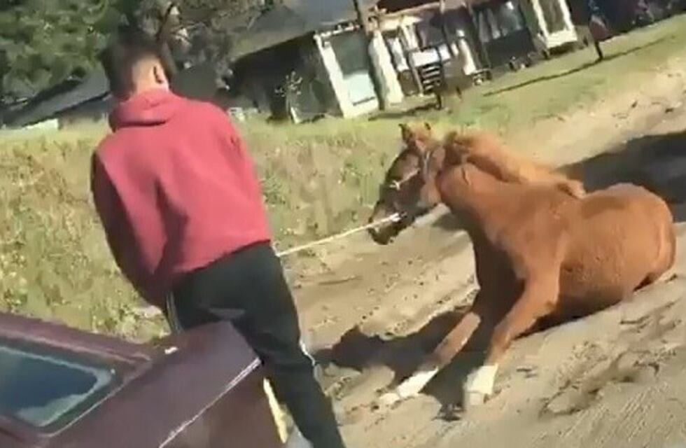 Villa Gesell: indignación por un conductor que arrastró a un caballo con su auto