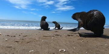 Volvió al mar el lobo marino rescatado en Quilmes (Foto: Mundo Marino)