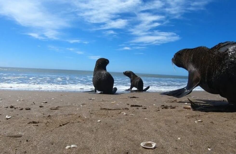 Volvió al mar el lobo marino rescatado en Quilmes