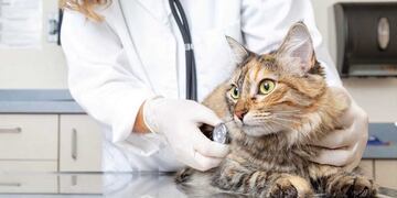 Quirofano Móvil (web)