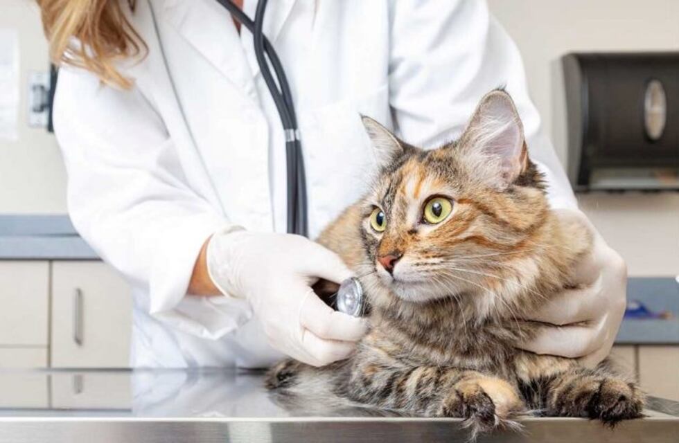 Tolhuin: el quirófano móvil de Zoonosis continúa trabajando