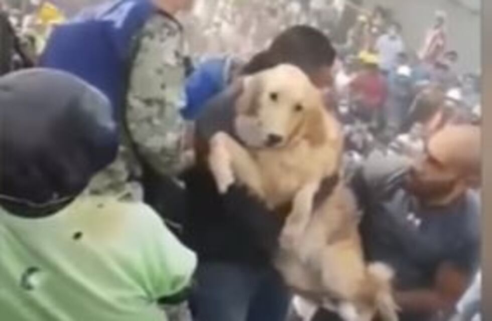 El emotivo rescate de un perro en medio de la catástrofe en México