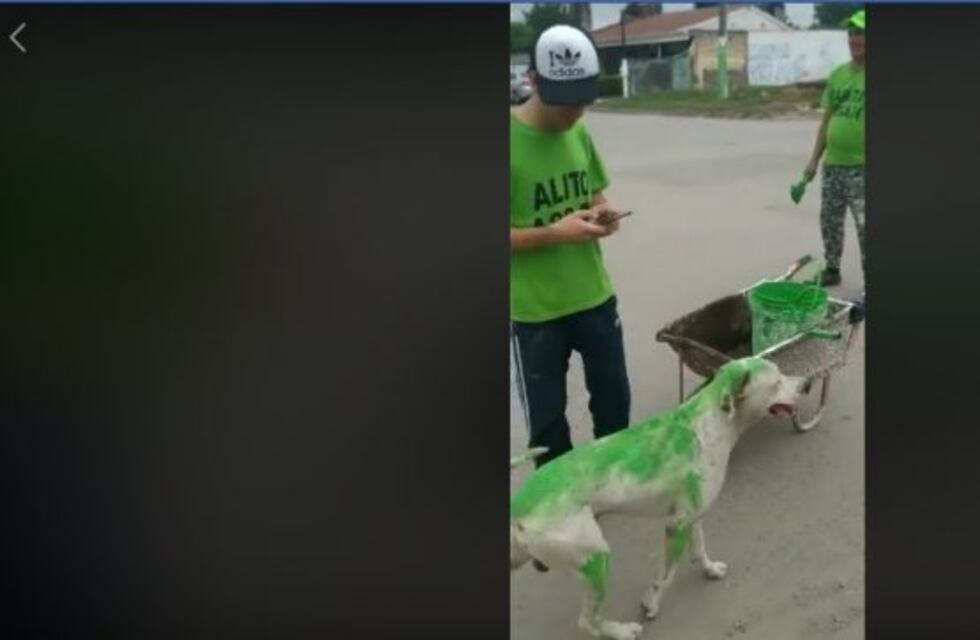 Militantes de Sarita y Alito Assan pintaron de verde a un perro