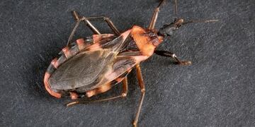 Salud despliega importante operativo contra el Chagas