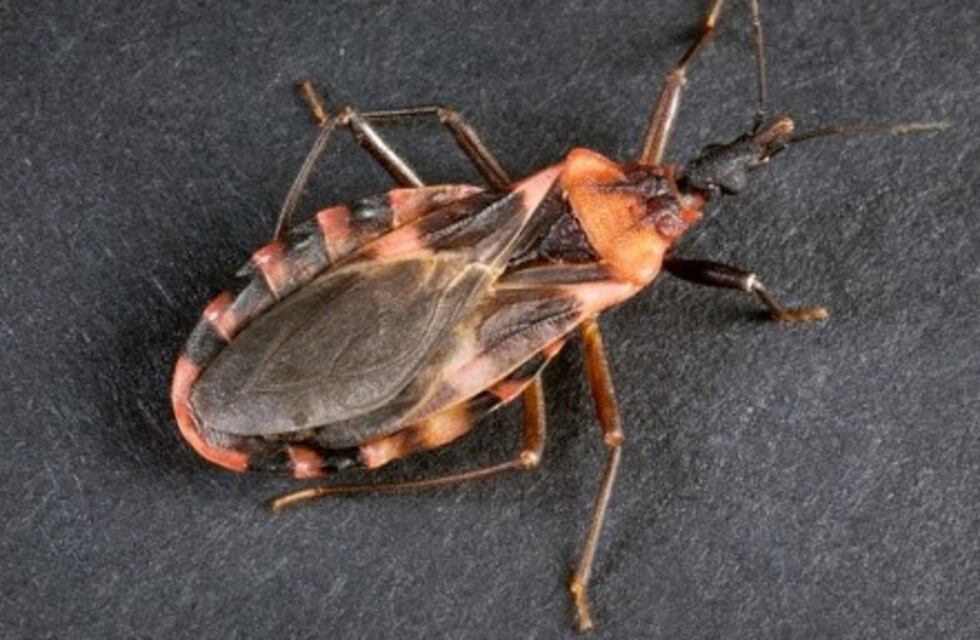 Salud despliega importante operativo contra el Chagas