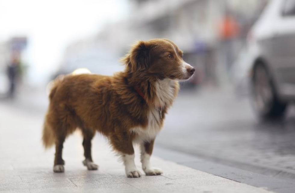 Pintó a su perro de azul para "quitarle la sarna" y terminó preso