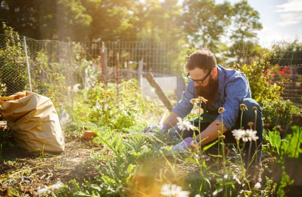 Secretos para proteger a las plantas del granizo