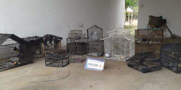 Aves en cautiverio