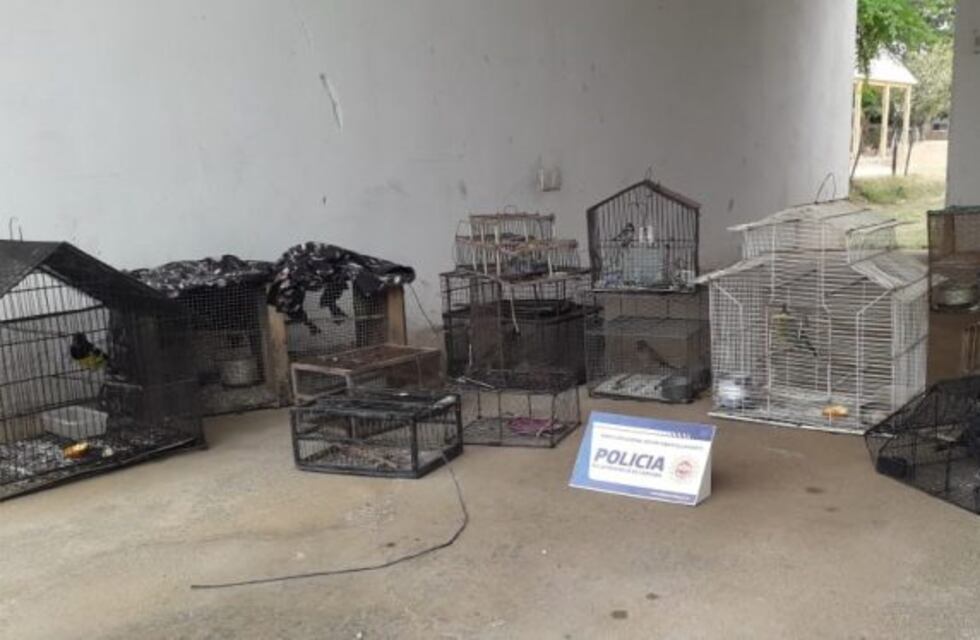 Aves en cautiverio fueron secuestradas en Ambul por la policía