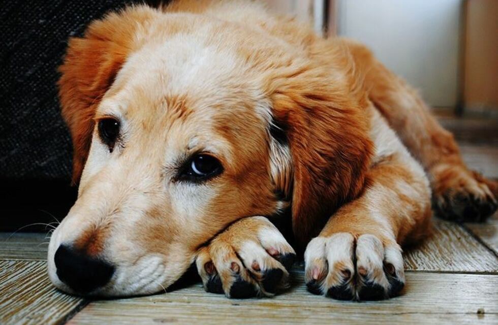 "Viejos son los trapos" la campaña solidaria que promueve la adopción de perros adultos en Ushuaia