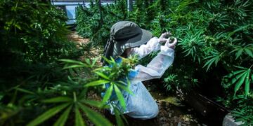 investigacion medica del cannabis