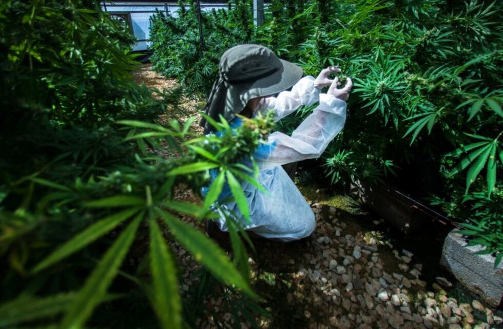 "Cultivar cannabis no es contradictorio con combatir el narcotráfico"