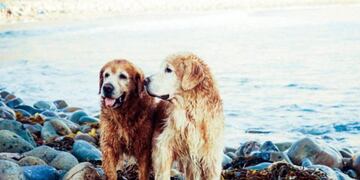El conmovedor video de un perro que salvó a su amigo de morir ahogado en el río (Foto: web)