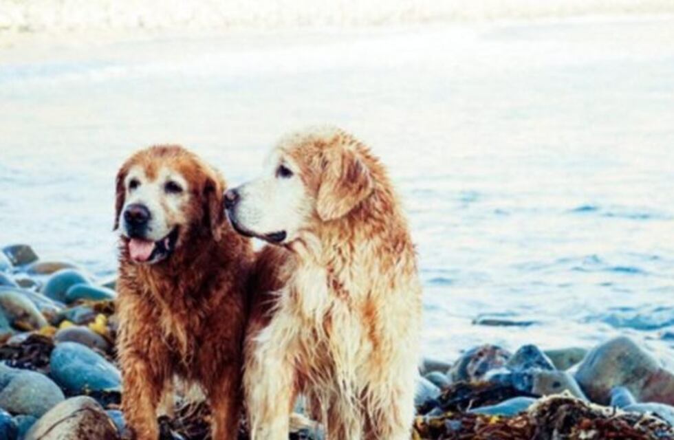 El conmovedor video de un perro que salvó a su amigo de morir ahogado en el río