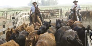 La vacunación es obligatoria para todo el rodeo (Senasa) Imagen ilustrativa\u002E