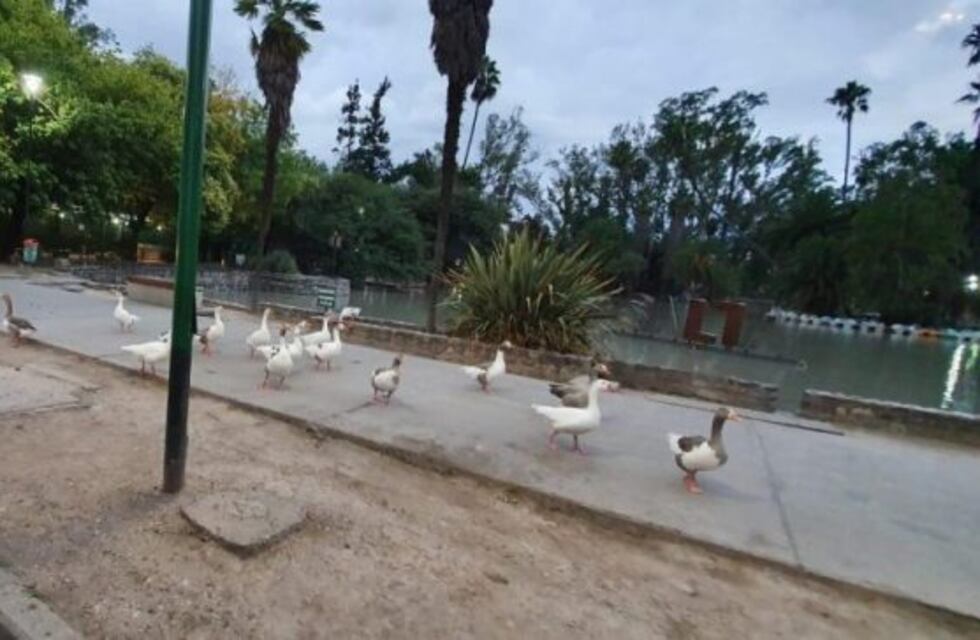 Los patos del parque San Martín aprovecharon la cuarentena y salieron a pasear por el centro salteño