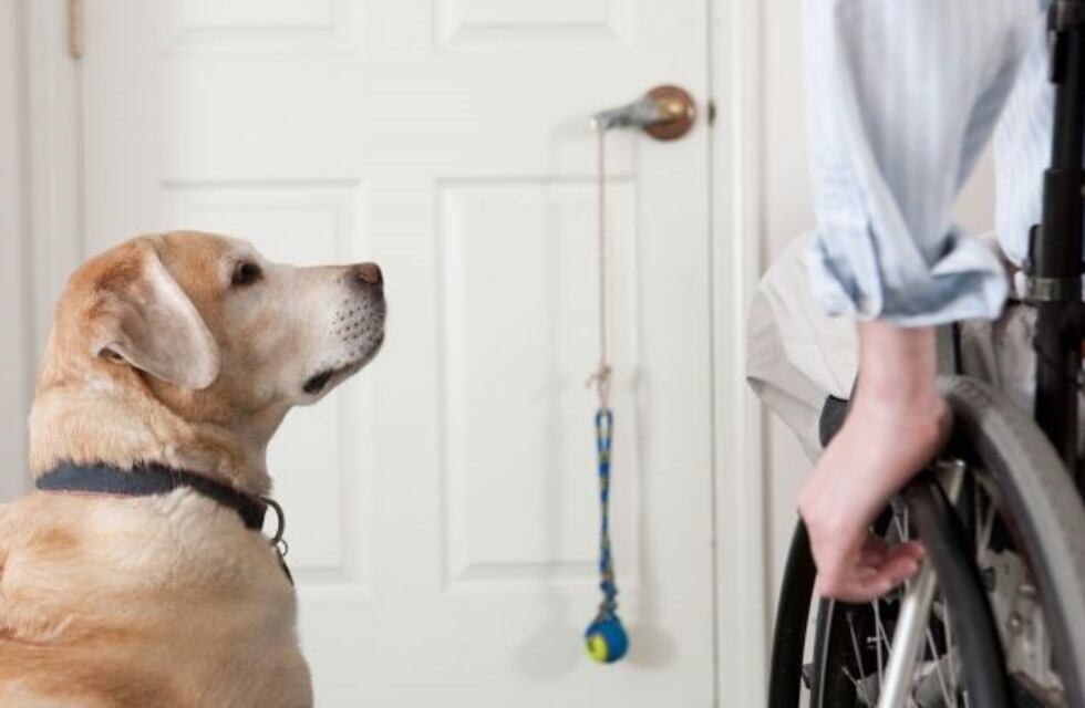 El tierno video de un perro que lleva a un nene en sillas de ruedas