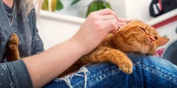 Animal favorito (web)