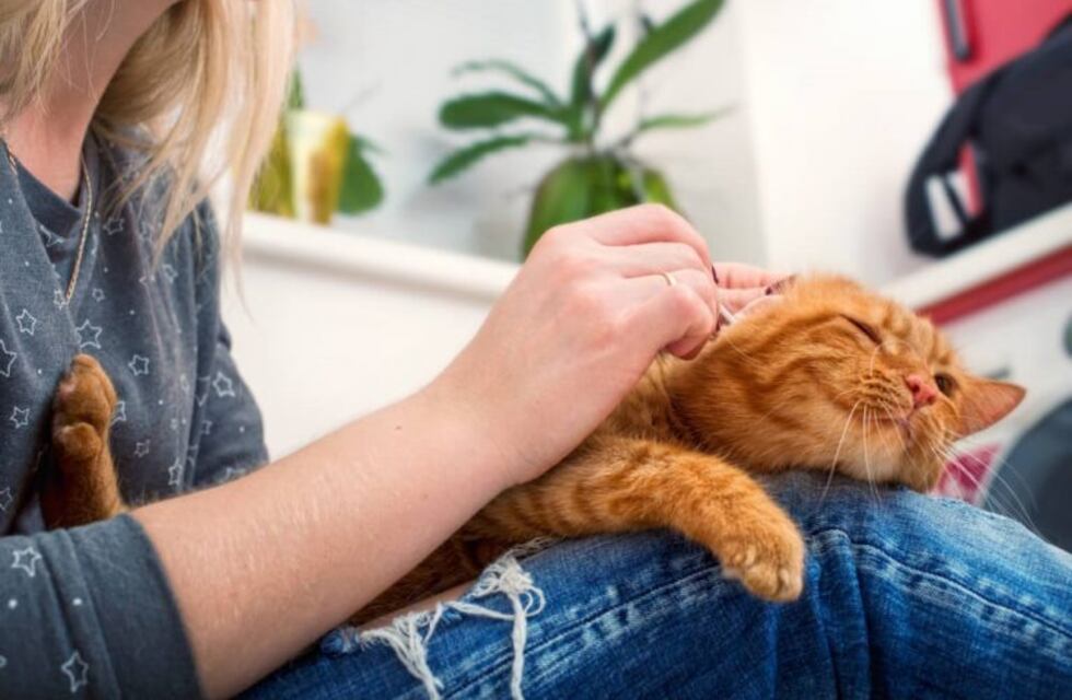 Un amor crece en la pandemia: aumenta la adopción de mascotas