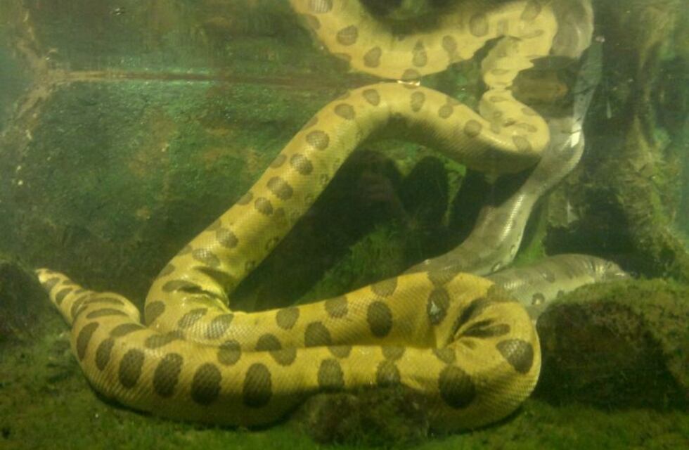 Camarógrafos filmaron y bucearon con una anaconda en el fondo del río
