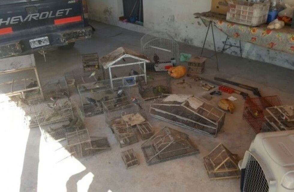 Allanaron un casa por tenencia ilegal de fauna silvestre