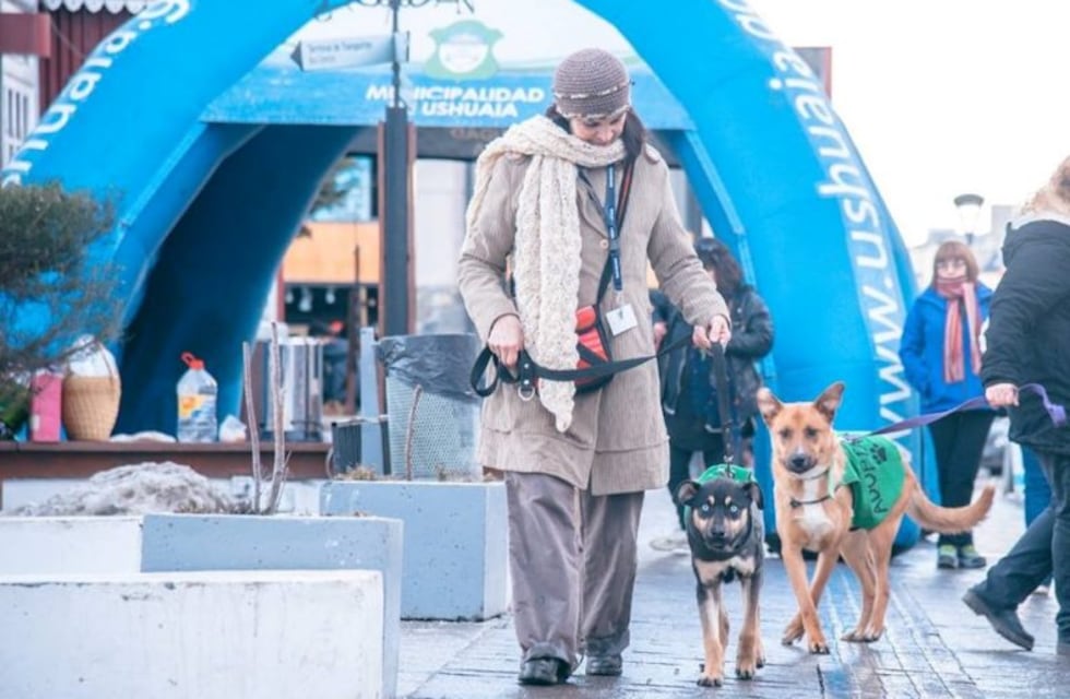 Zoonosis realizará una jornada de adopción de mascotas