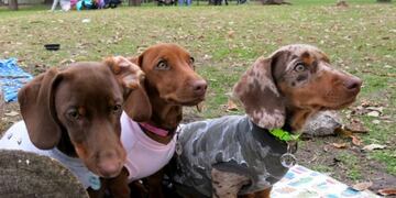 Nueva reunión de los fanáticos de los perros salchichas